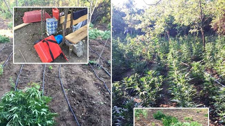 Ιωάννινα: Καλλιεργούσαν χιλιάδες δενδρύλλια κάνναβης στο δάσος