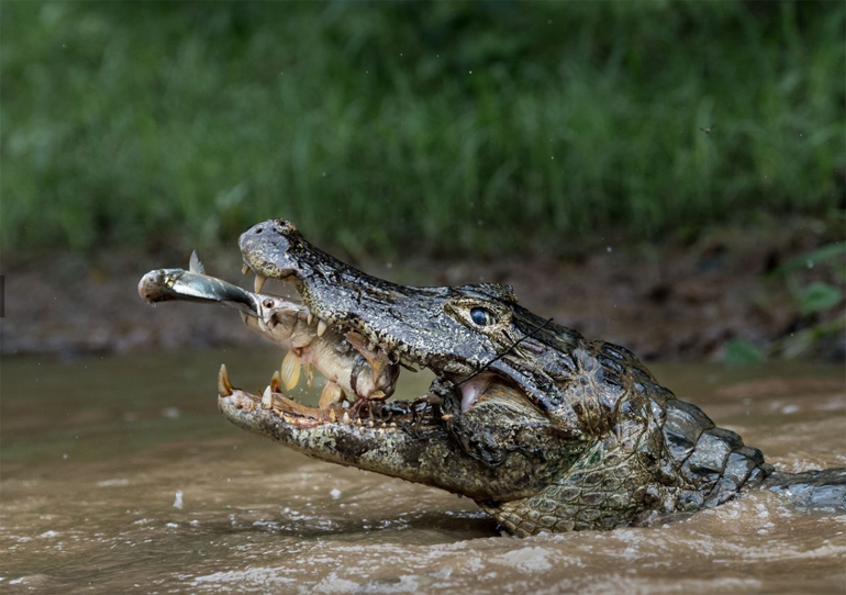 Φωτογραφία και λεζάντα Massimiliano Bencivenni