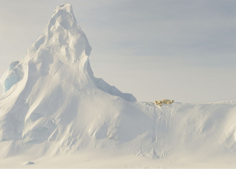 «Η τοποθεσία είναι στο θαλάσσιο πάγο στο Davis Straight, στα ανοικτά των ακτών της νήσου Baffin στην Καναδική Αρκτική, στις 2 Απριλίου, 2016. Αυτή η μητέρα πολική αρκούδα και το αρκουδάκι της είναι σκαρφαλωμένοι στην κορυφή ενός τεράστιου χιονισμένο παγόβουνου. Για μένα, η σχετική μικρότητα αυτών των μεγάλων πλασμάτων σε σύγκριση με την απεραντοσύνη του παγόβουνου στη φωτογραφία, αντιπροσωπεύει την αβεβαιότητα της εξάρτησης της πολικής αρκούδας στη θάλασσα και του θαλάσσιου πάγου για την ύπαρξή του» περιγράφει ο φωτογράφος John Rollins