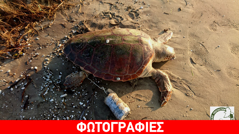 Νάξος: Σκότωσαν με αργό και βασανιστικό τρόπο χελώνα καρέτα-καρέτα