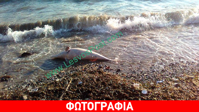 Νεκρό δελφίνι στη Σκάλα Μυτιλήνης