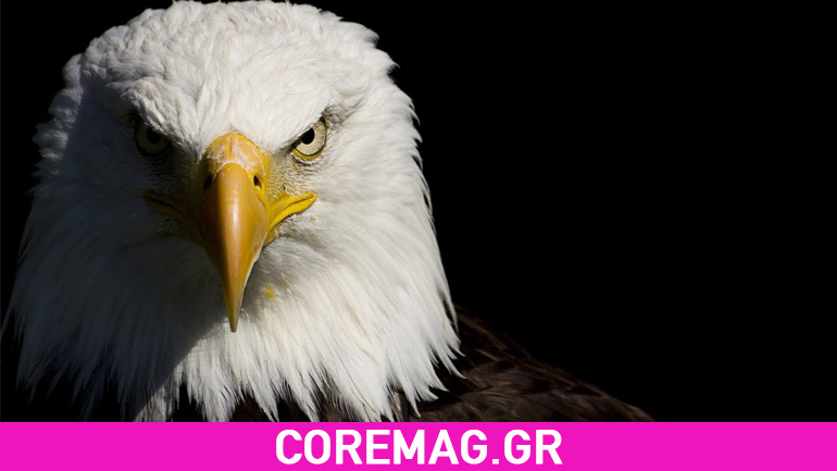 Αετοί αντιμέτωποι με drones!