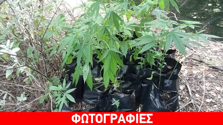 Μεσσηνία: Σύλληψη 52χρονου για καλλιέργεια δενδρυλλίων κάνναβης