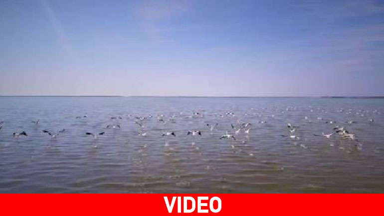 Αλυκή της Λήμνου: Ο παράδεισος των φλαμίνγκο