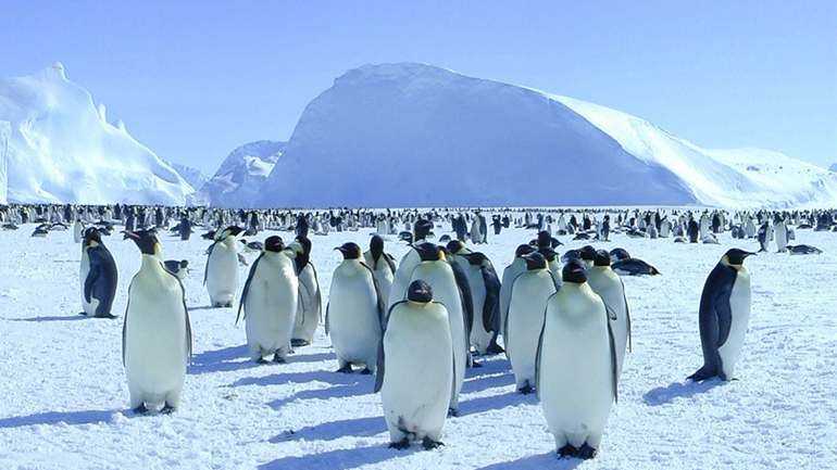 Η κλιματική αλλαγή απειλεί τους πιγκουίνους της Ανταρκτικής