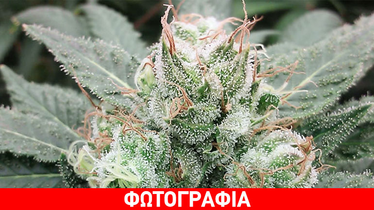 Χαλκιδική: Συνελήφθη 40χρονος που καλλιεργούσε και διακινούσε χασίς