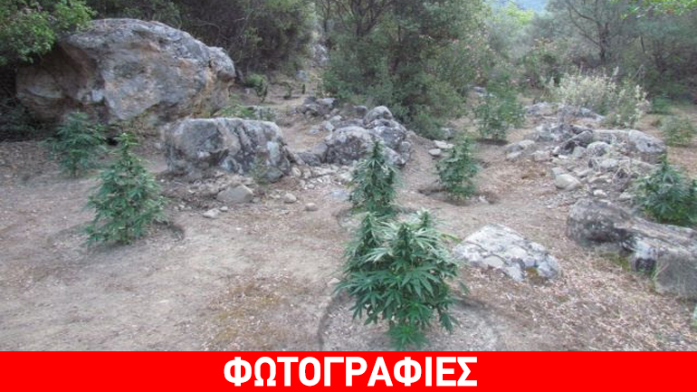 Δάσος… κάνναβης στη Φωκίδα