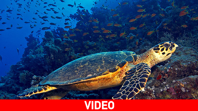 Ψαράς από την Κατερίνη κακοποιεί θαλάσσια χελώνα