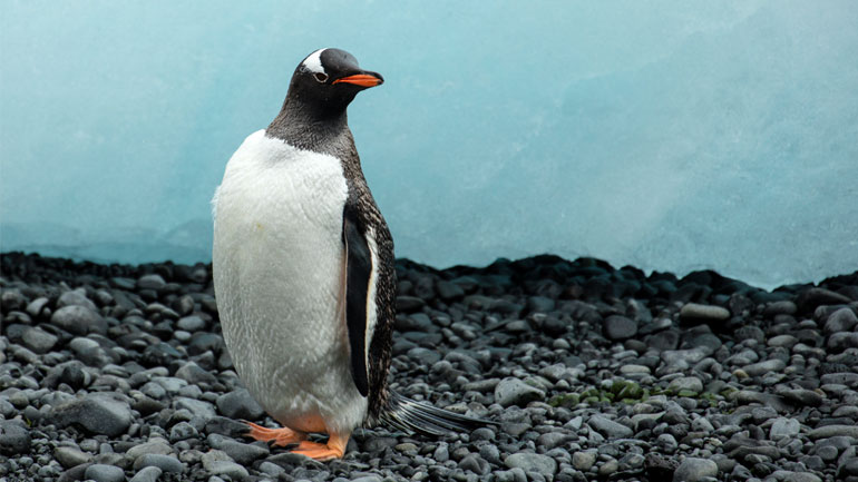 Ηφαιστειακές εκρήξεις απειλούν μία από τις μεγαλύτερες αποικίες πιγκουίνων