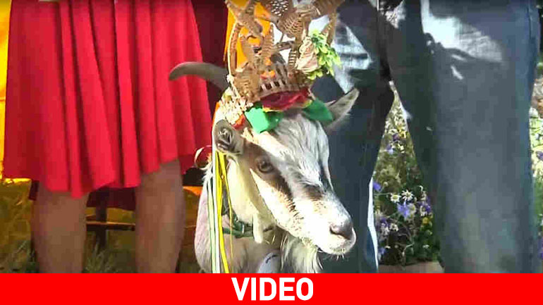 Καλλιστεία για… κατσίκες