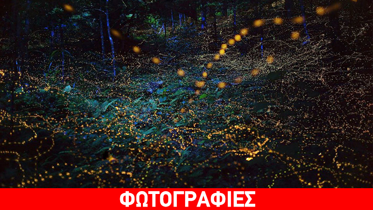 Ιαπωνία: Φαντασμαγορικό θέαμα με πυγολαμπίδες