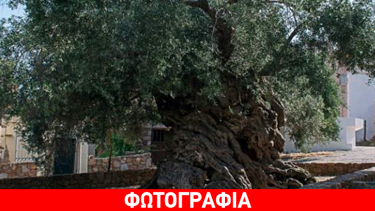 NASA: Στα Χανιά το γηραιότερο ελαιόδενδρο του κόσμου