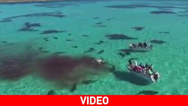 Δεκάδες καρχαρίες περικυκλώνουν δύο σκάφη και καταβροχθίζουν μία φάλαινα