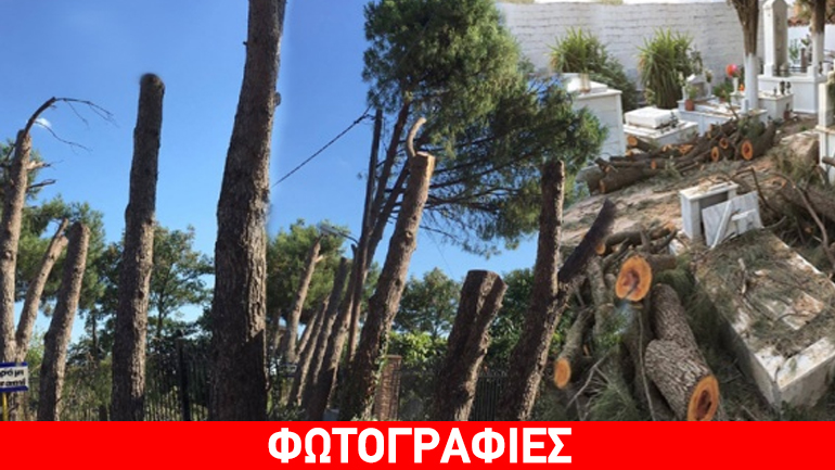 Λέσβος: Έκοψαν υπεραιωνόβια δέντρα με εντολή (;) του Δήμου