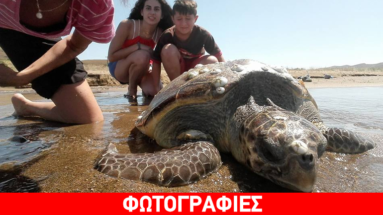 Τραυματισμένη καρέτα καρέτα εντοπίστηκε σε παραλία στη Λήμνο