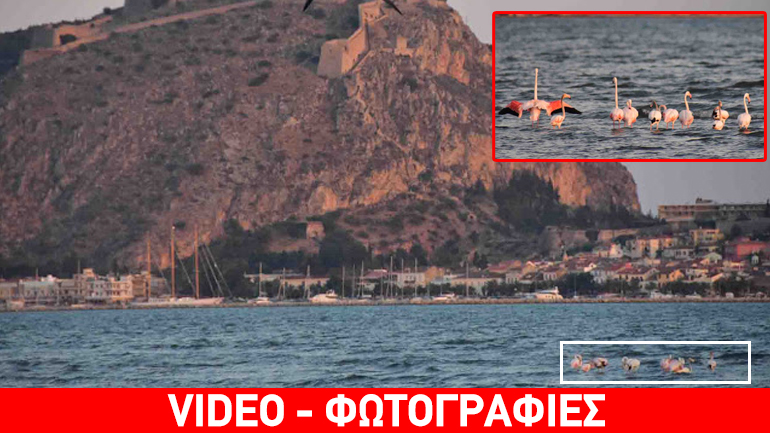 Φλαμίνγκο εμφανίστηκαν στο Ναύπλιο