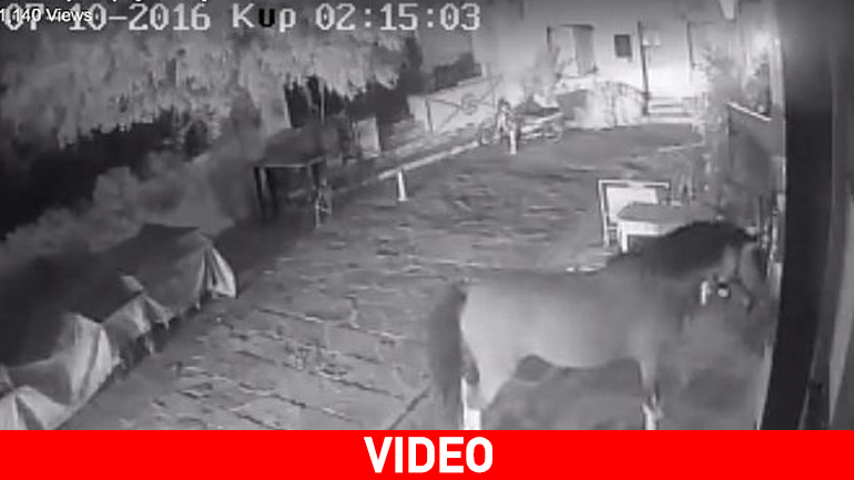 Άλογο έκοβε… βόλτες στο Ρέθυμνο