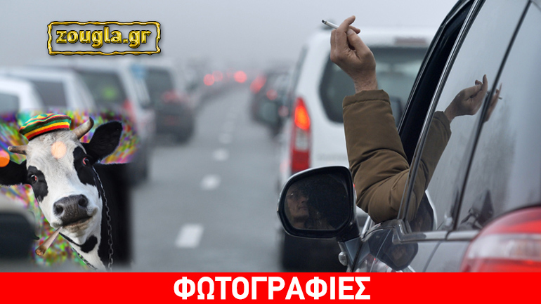 Ζώα, μοσχάρια, βόδια και… τσιγάρα