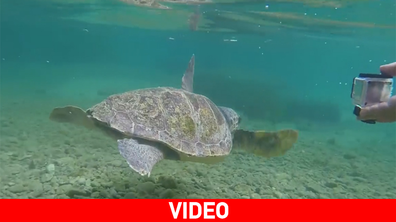 Μια όμορφη ιστορία: η περιπέτεια διάσωσης και θεραπείας της “Άρτεμις”