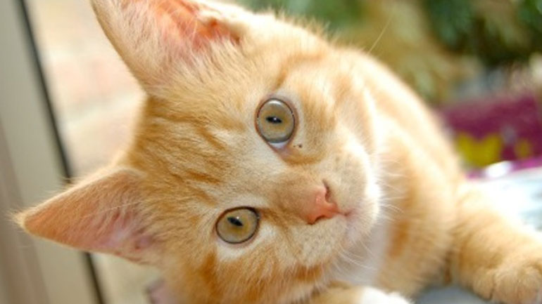 Βόλος: Σκότωσε τη γάτα της γειτόνισσάς του και συνελήφθη