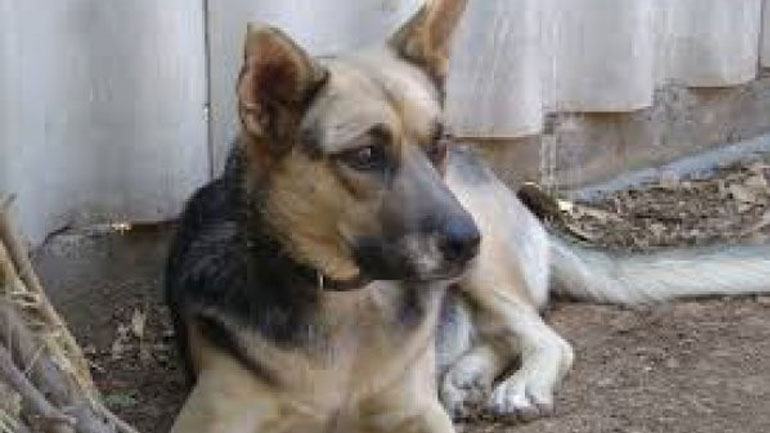 Σέρρες: Ελεύθερος ο 66χρονος που σκότωσε με φτυάρι το σκυλί της γειτόνισσας του