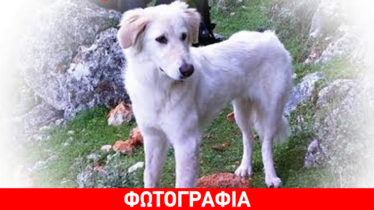 Χάθηκε η Έμμα στο Π. Φάληρο – Μήπως την είδατε;