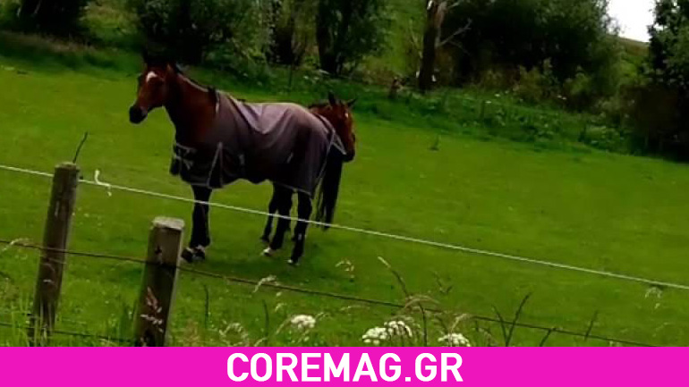 Video: Άλογο τη βρίσκει κάνοντας headbanging με Pantera