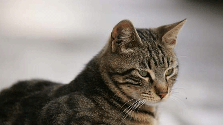 Βόλος: Σκότωσε τη γάτα της γειτόνισσας και καταδικάστηκε σε δύο χρόνια φυλάκιση