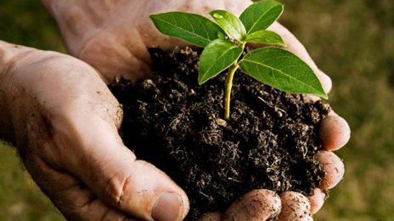 Μεξικό: Φύτευση 18 εκατομμυρίων δέντρων για την καταπολέμηση της ρύπανσης