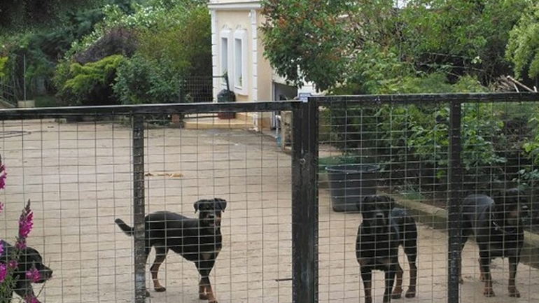 Κοζάνη: Ευθανασία στα τέσσερα από τα οκτώ ροτβάιλερ που επιτέθηκαν σε 5χρονο Κοζάνη: Ευθανασία στα τέσσερα από τα οκτώ ροτβάιλερ που επιτέθηκαν σε 5χρονο