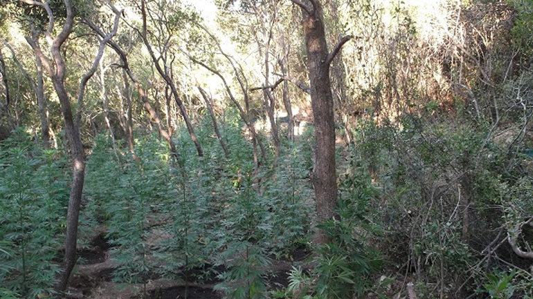 Φυτεία με 342 δενδρύλλια χασίς στην Αιγιάλεια