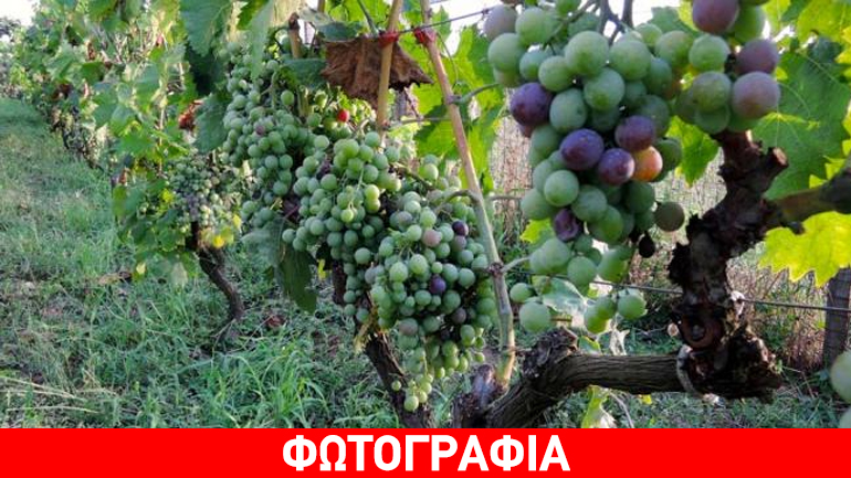 Σταφύλι… γίγας στα Λαμπρέικα Αχαΐας Σταφύλι… γίγας στα Λαμπρέικα Αχαΐας