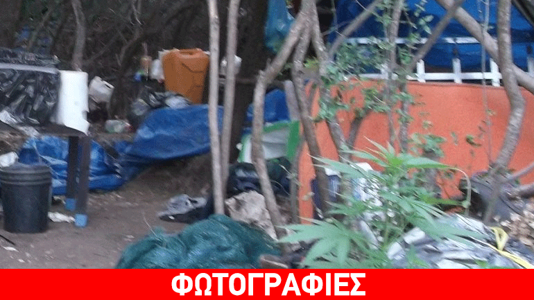 Συλλήψεις για φυτεία δενδρυλλίων κάνναβης στην Αχαΐα