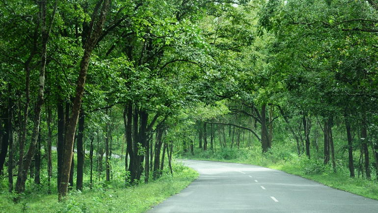 Η ινδική πολιτεία Ουτάρ Πραντές θα φυτέψει 50 εκατ. δέντρα σε 24 ώρες!