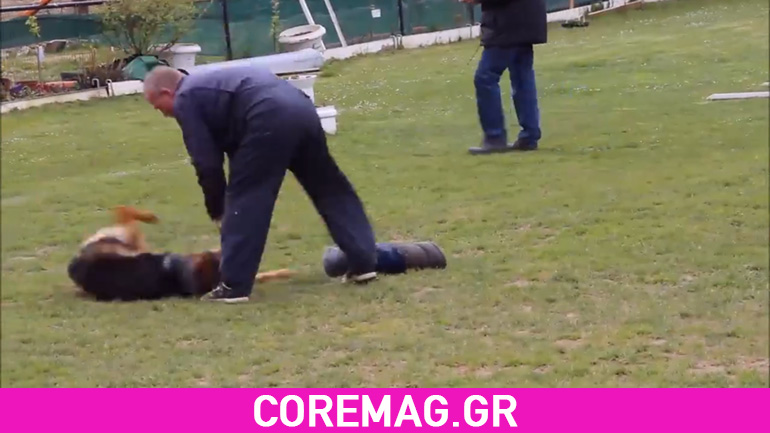 Εκπαιδευτής πετάει με δύναμη σκύλο στο έδαφος