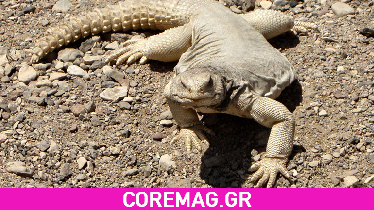 Μέχρι και οι σαύρες τρέχουν να γλιτώσουν από την καυτή άμμο της ερήμου