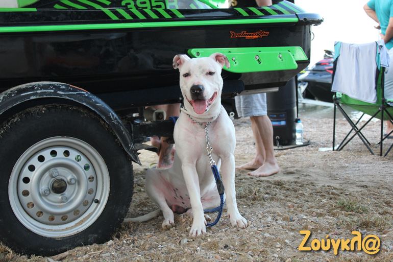 Και τετράποδα στον αγώνα...