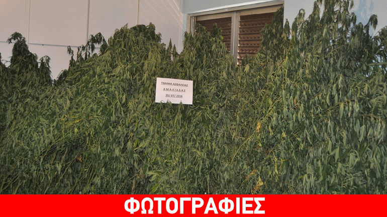 Ηλεία: Συλλήψεις για καλλιέργεια 109 δενδρυλλίων κάνναβης