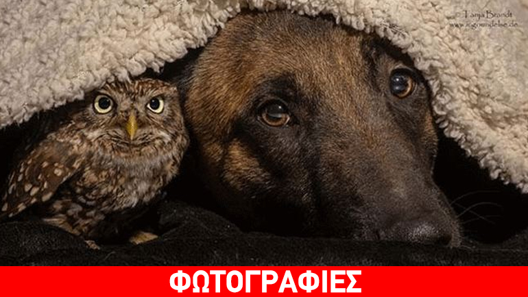 Απίστευτες φωτογραφίες από τη φιλία ενός σκύλου και μιας κουκουβάγιας