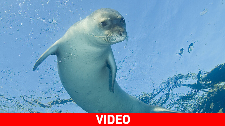 Η φώκια κάνει παιχνίδια δίπλα στο ψαροκάικο