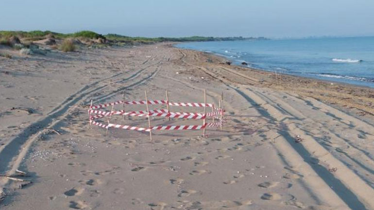 Πελοπόννησος: Έκκληση στους οδηγούς να μην κινούνται στην άμμο εντός των παραλιών, λόγω των caretta-caretta