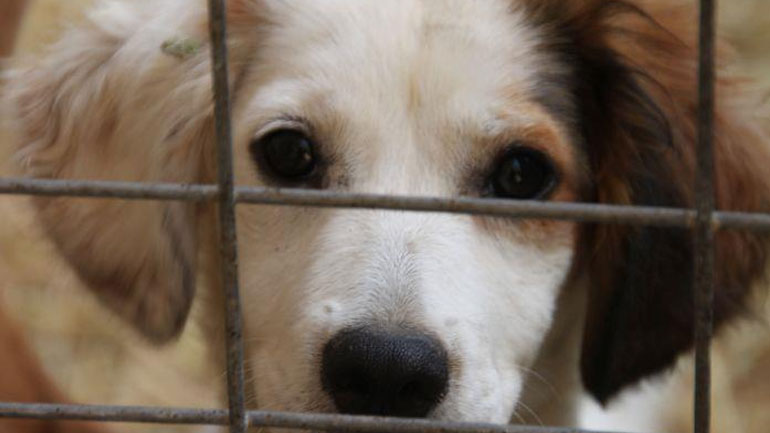 Χρηματοδότηση για καταφύγια αδέσποτων ζώων