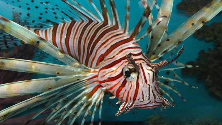 Ψάρεψε… λεοντόψαρο στην Κρήτη