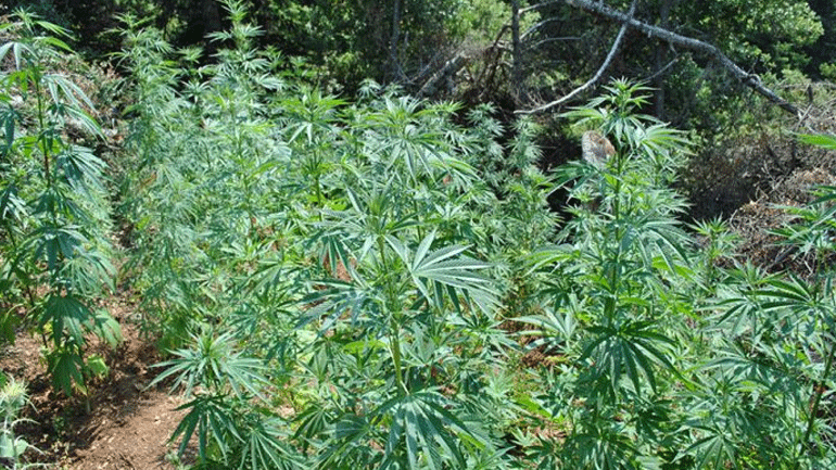 Λακωνία: Εντοπίστηκε φυτεία με δεκάδες δενδρύλλια κάνναβης – Δύο συλλήψεις