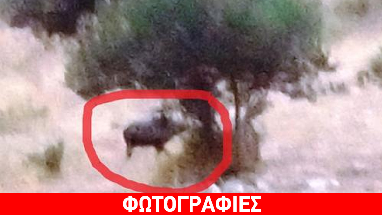 Απρόσκλητος… επισκέπτης