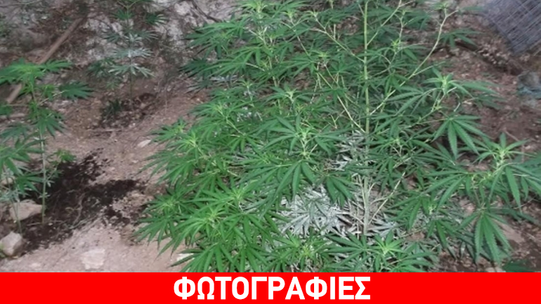 Κρήτη: Ψάχνουν τους… κηπουρούς της χασισοφυτείας