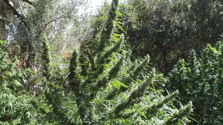 Ρέθυμνο: Εντοπίστηκε φυτεία με 85 δενδρύλλια κάνναβης στον Μυλοπόταμο