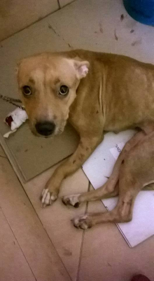 Το μεσαίου μεγέθους πιτ-μπουλ στο κτηνιατρείο