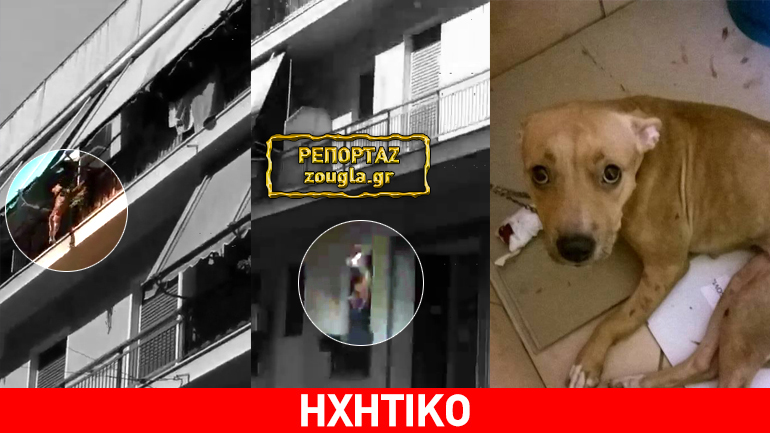 Η ιδιοκτήτρια του κακοποιημένου σκύλου της πλ. Αμερικής ζητάει την ποινική δίωξη του δράστη