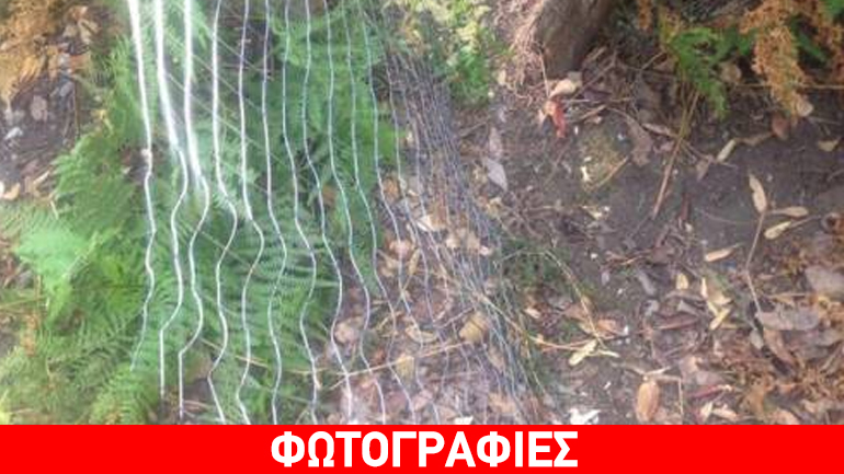 Δάσος… κάνναβης στη Σαμοθράκη